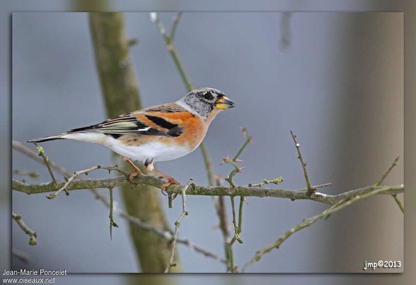 Brambling male adult post breeding, identification