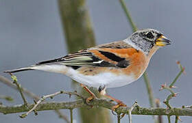 Brambling