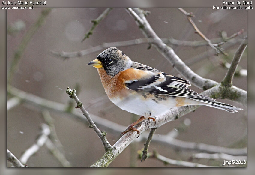 Brambling