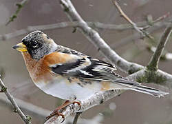 Brambling