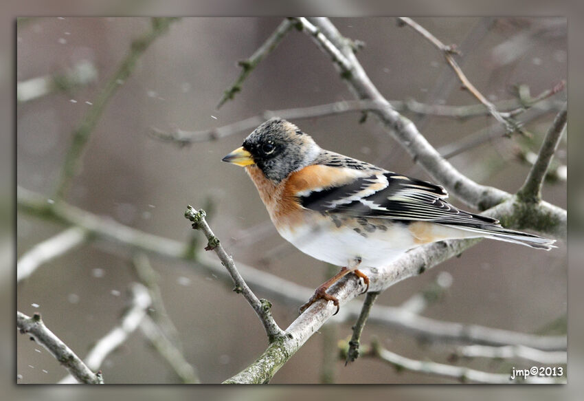 Brambling