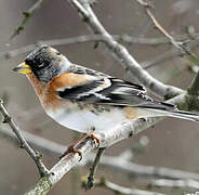 Brambling