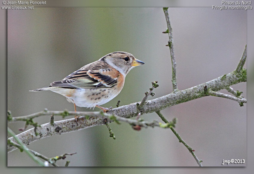 Brambling