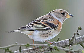 Brambling