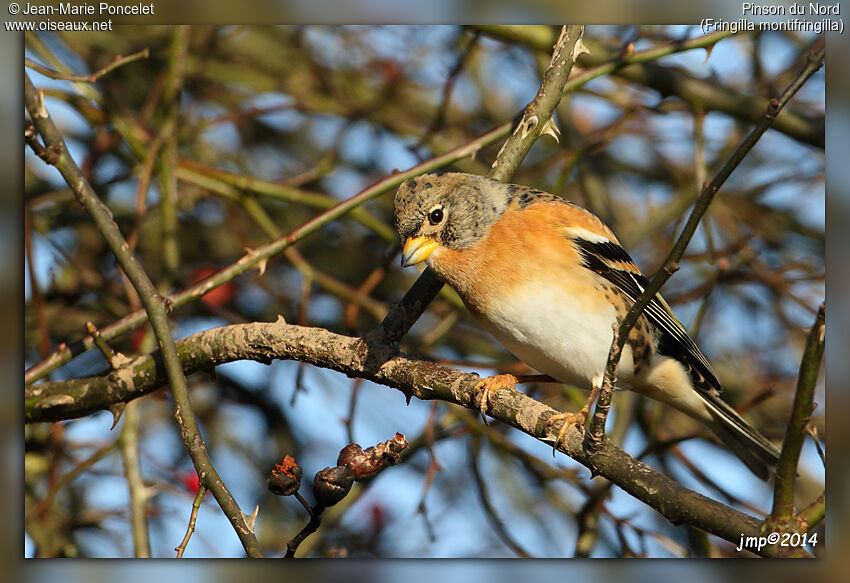 Brambling