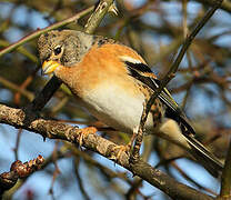 Brambling