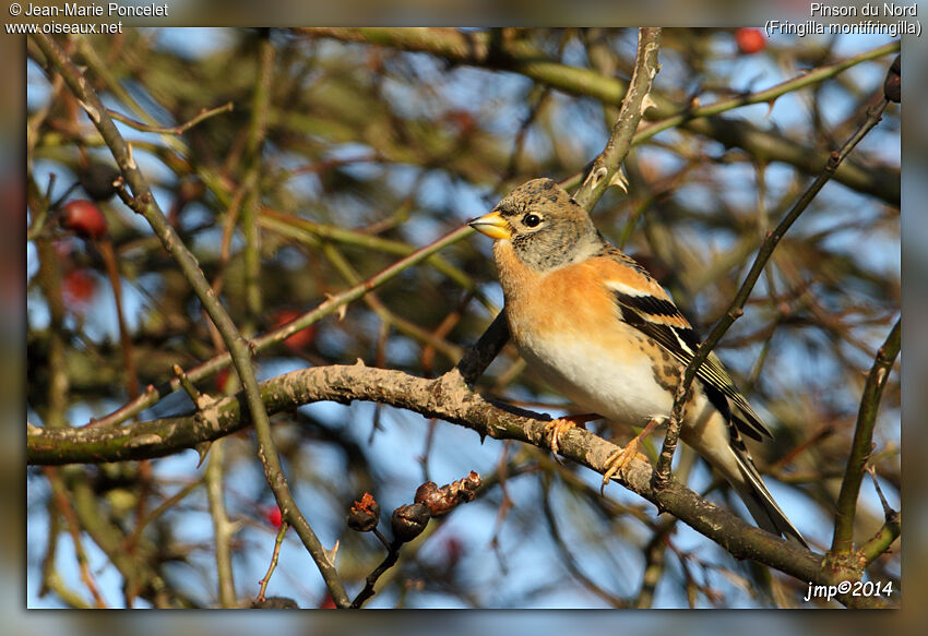 Brambling