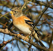 Brambling