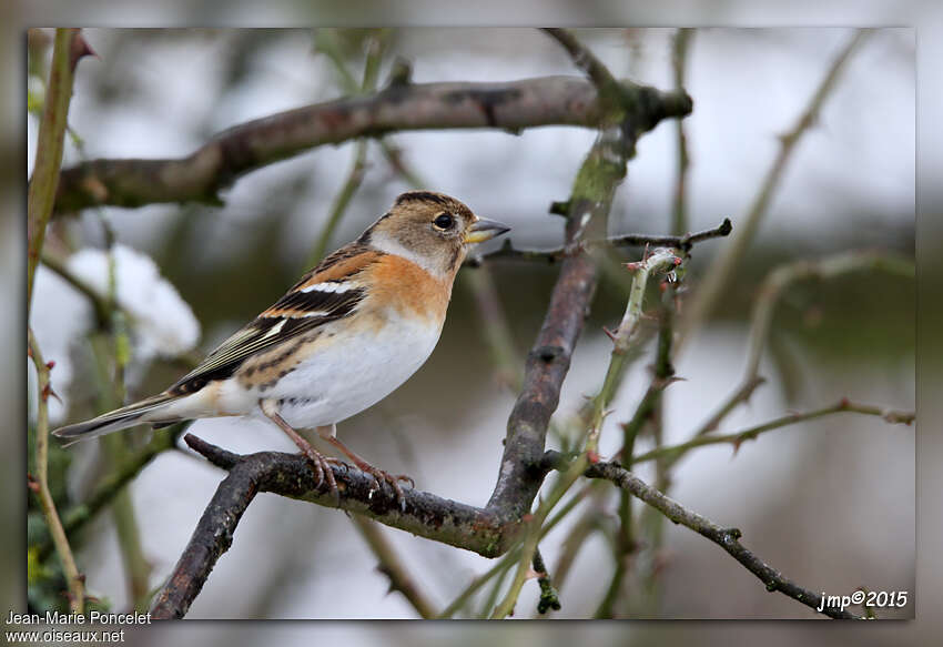 Pinson du Nord femelle adulte transition, identification