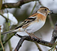 Brambling