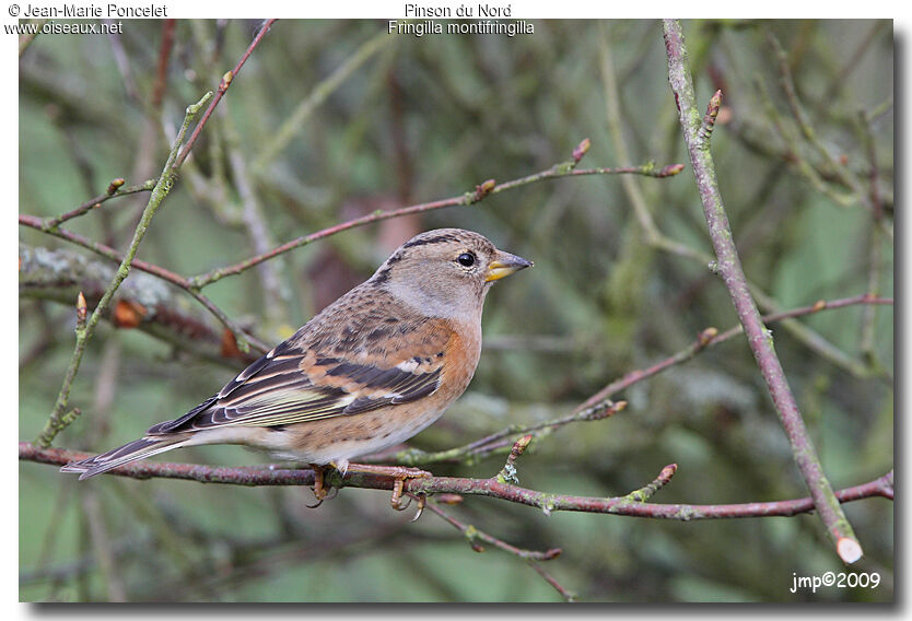 Brambling