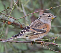 Brambling