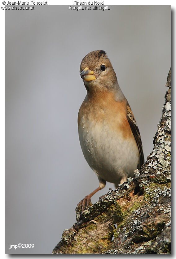 Brambling