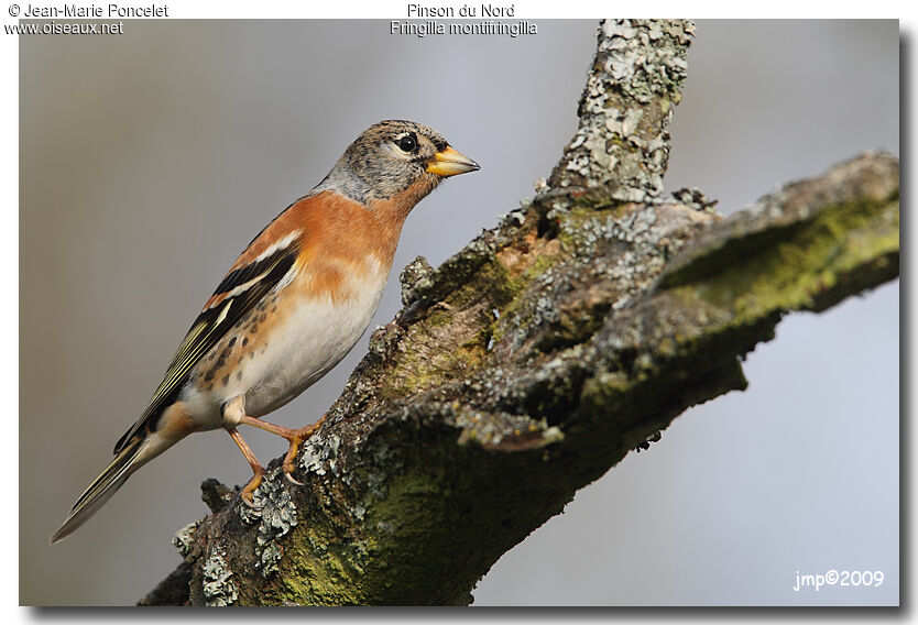 Brambling