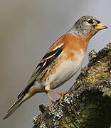 Brambling