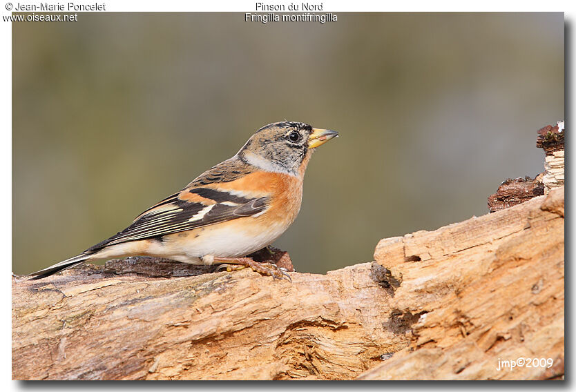 Brambling