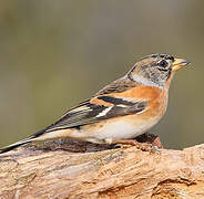 Brambling