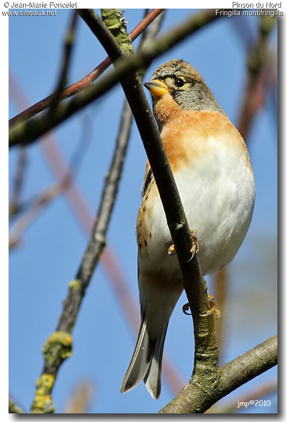 Brambling