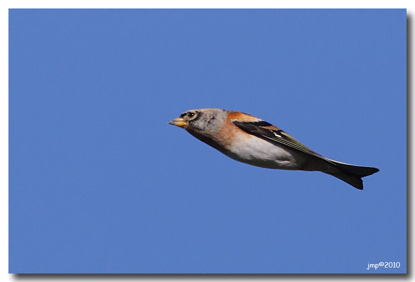 Brambling