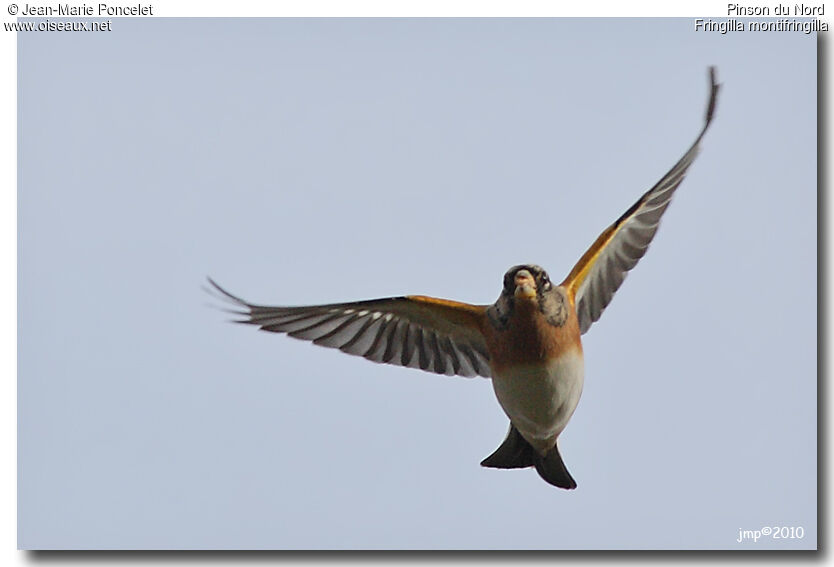Brambling