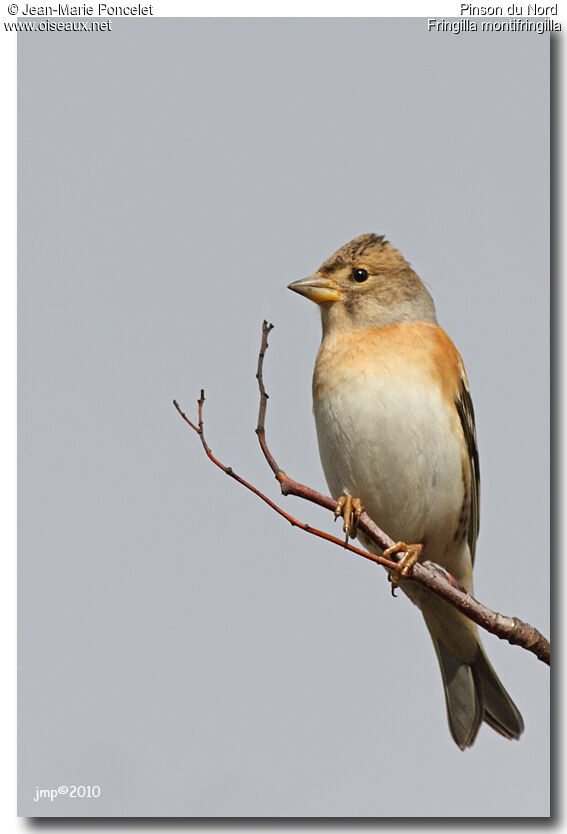 Brambling