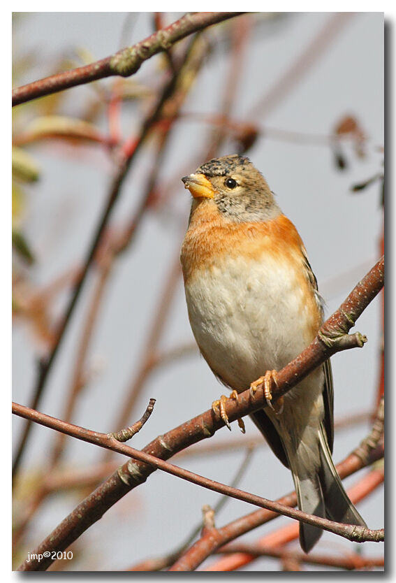 Brambling