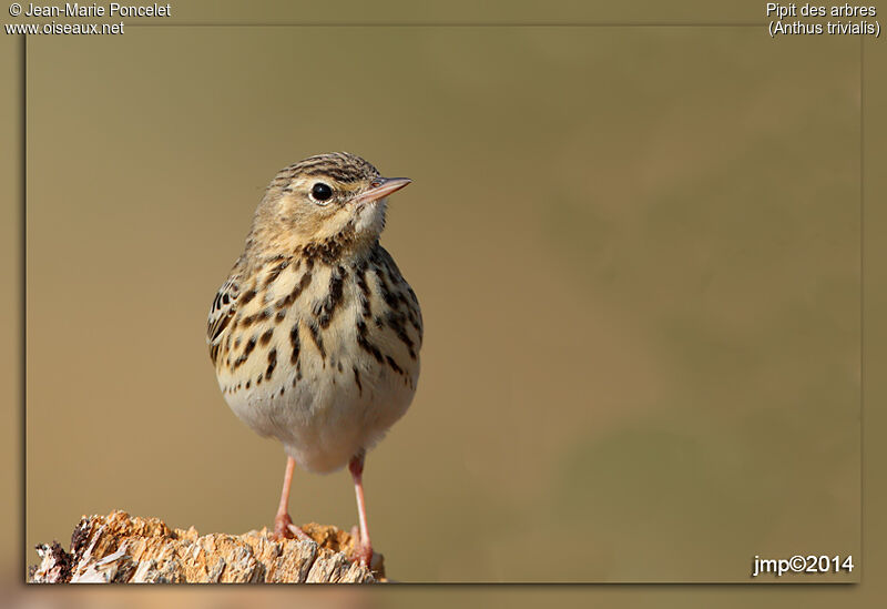 Tree Pipit