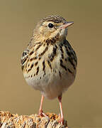 Tree Pipit