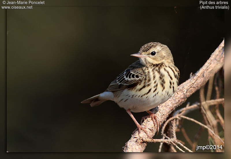 Pipit des arbres