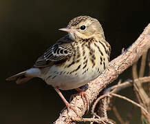 Tree Pipit