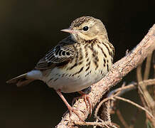 Tree Pipit