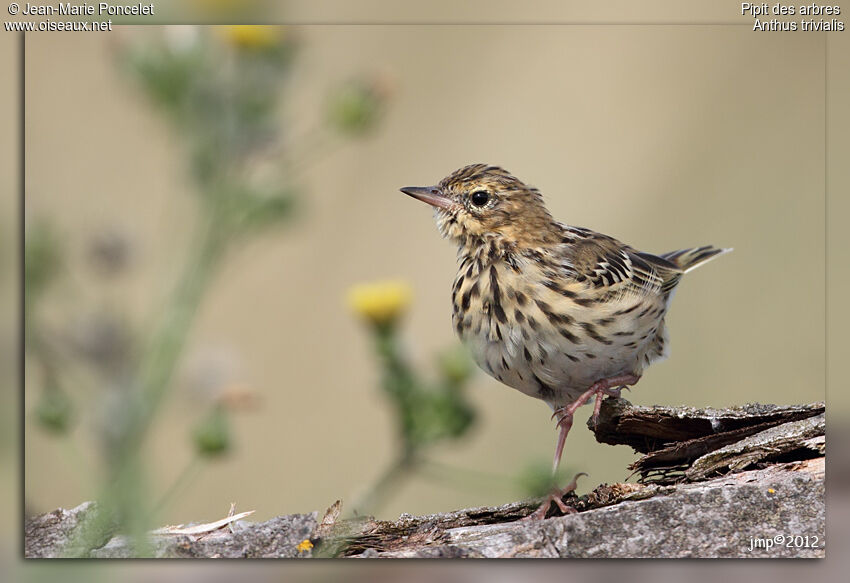 Tree Pipit