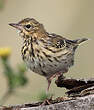 Pipit des arbres