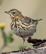 Pipit des arbres