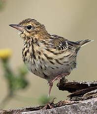 Pipit des arbres