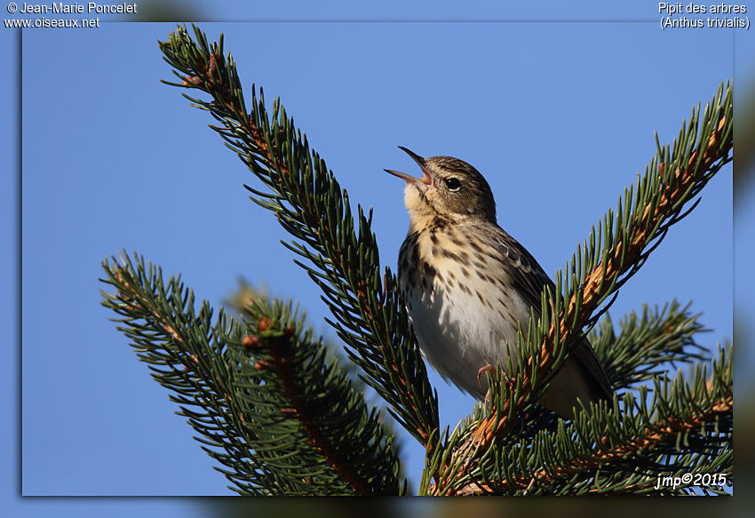 Pipit des arbres