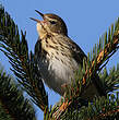 Pipit des arbres