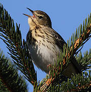 Pipit des arbres