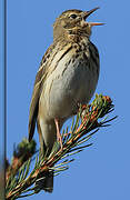 Tree Pipit