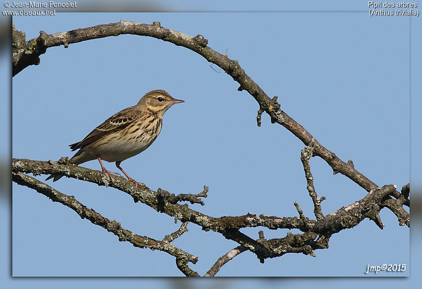 Pipit des arbres