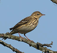 Tree Pipit