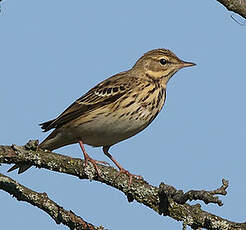 Pipit des arbres