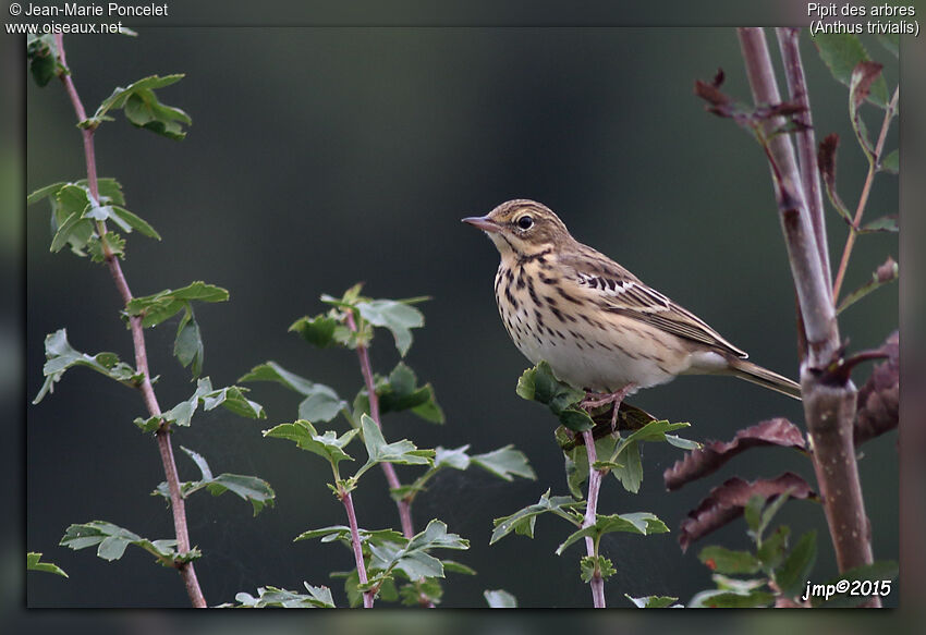 Pipit des arbres