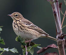 Tree Pipit