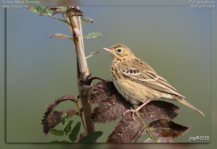 Tree Pipit