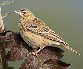 Pipit des arbres