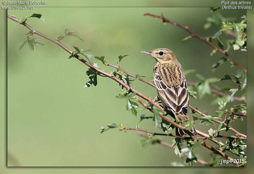 Tree Pipit