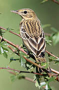 Tree Pipit