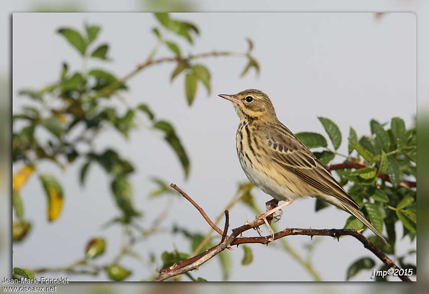 Pipit des arbresjuvénile, identification