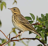 Tree Pipit